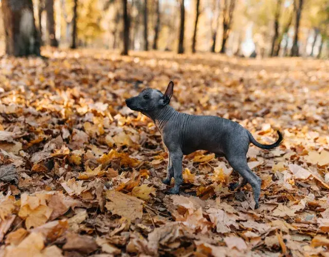 cachorro mexicano latindo em cima de folhas ao ar livre