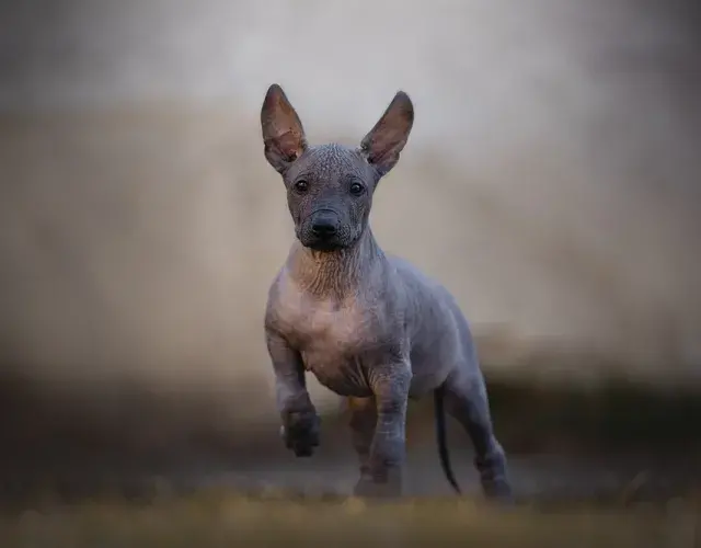 cachorro mexicano filhote correndo