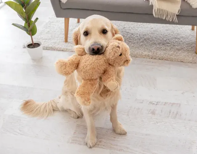 Golden com um urso de pelúcia na boca