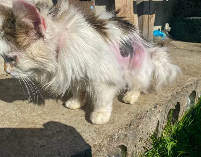 La sarna notoédrica del gato causa pérdida de cabello, llagas y picazón en la piel