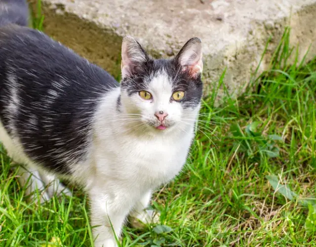 El gato con sarna demodécica -o sarna negra- se caracteriza por manchas oscuras y llagas en la piel