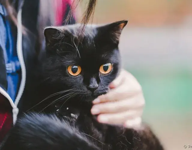 gatinho preto olhando para o nada