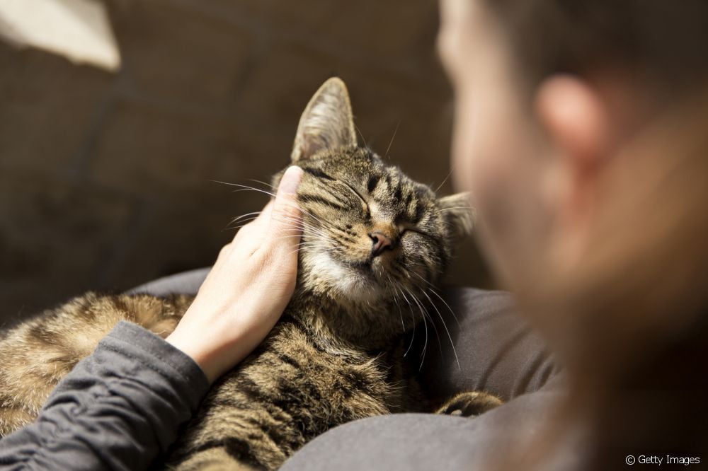 Cómo reconoce un gato a su tutor