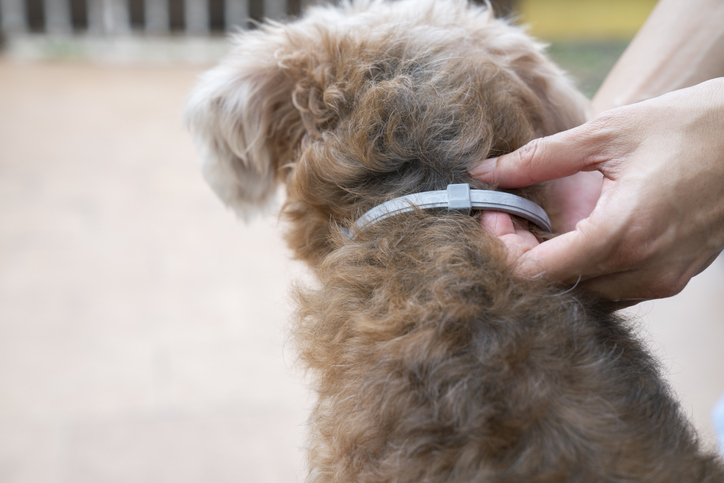 cachorro com colar antipulgas