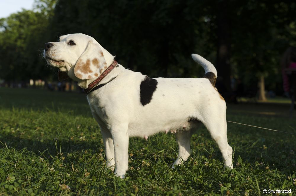  Leishmaniosis canina