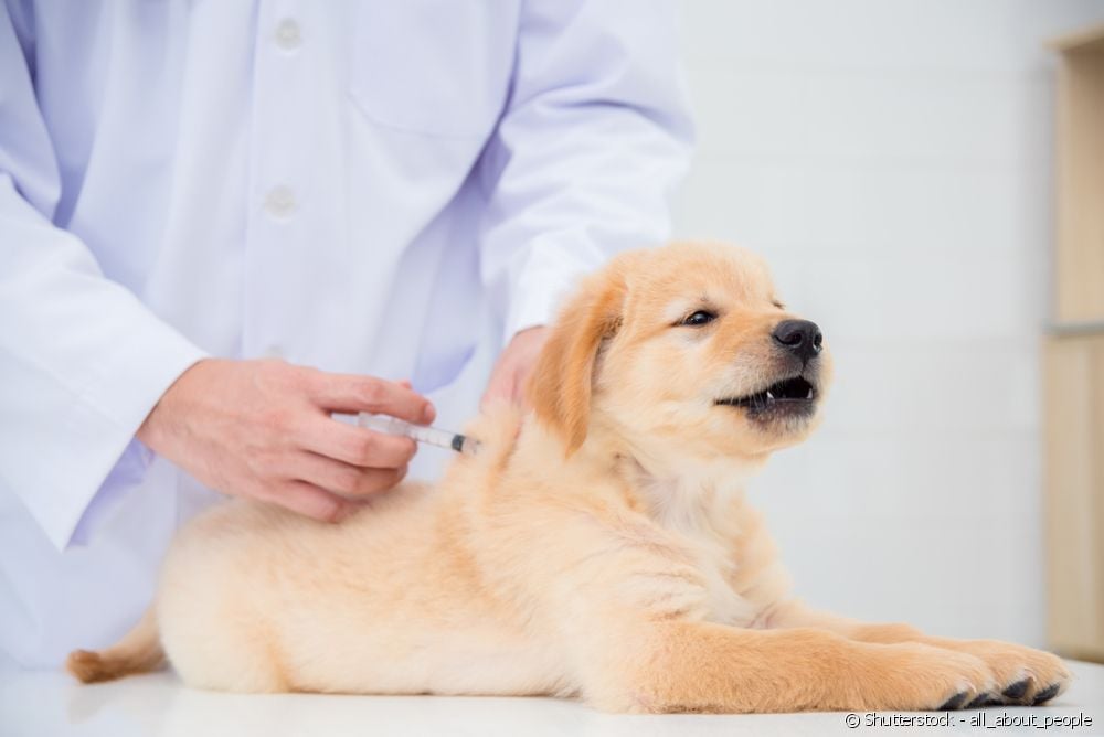 Vacuna para perro
