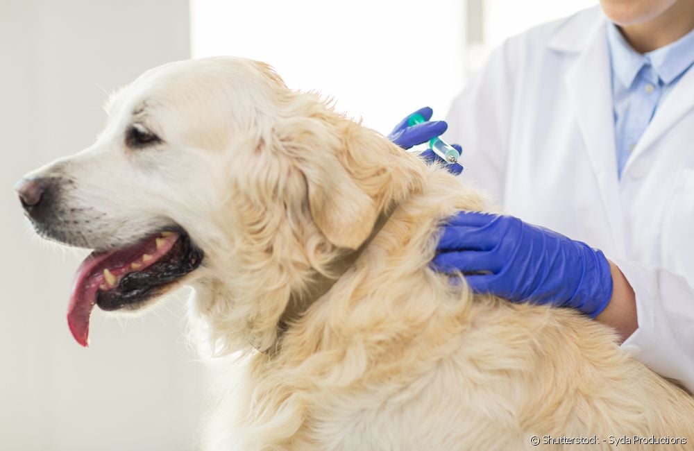 Vacuna para perro