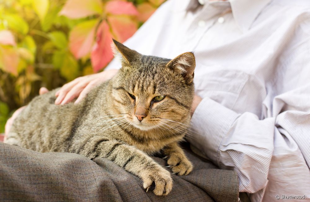 Cosas que los gatos pueden predecir