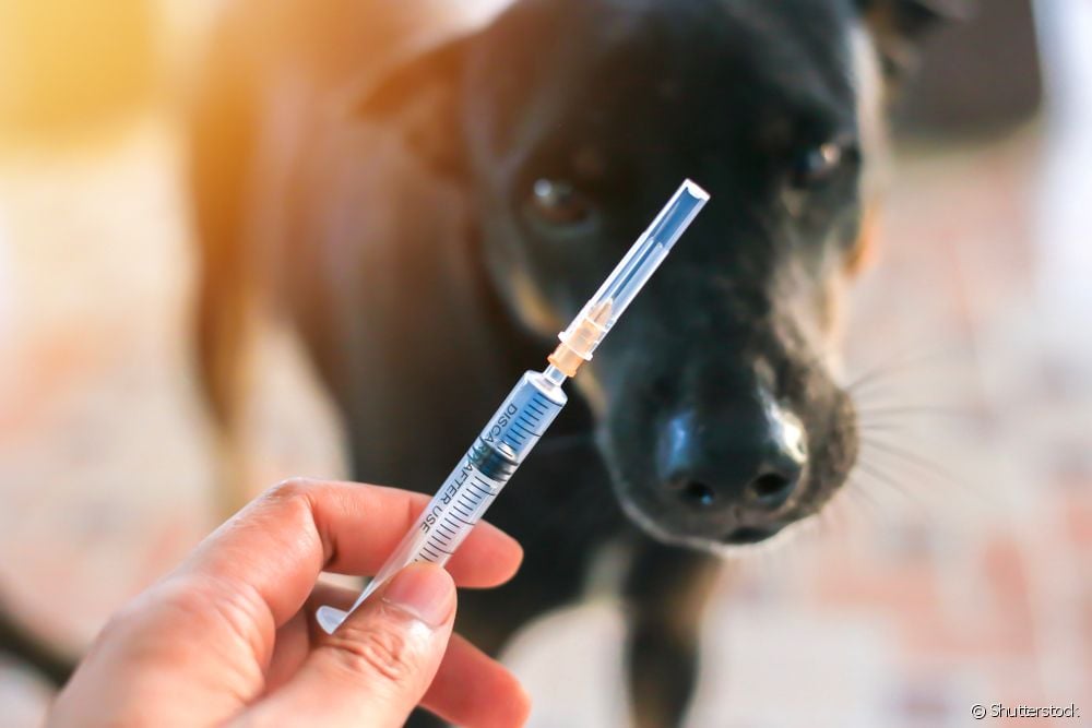 Pasear a mi perro antes de vacunarlo