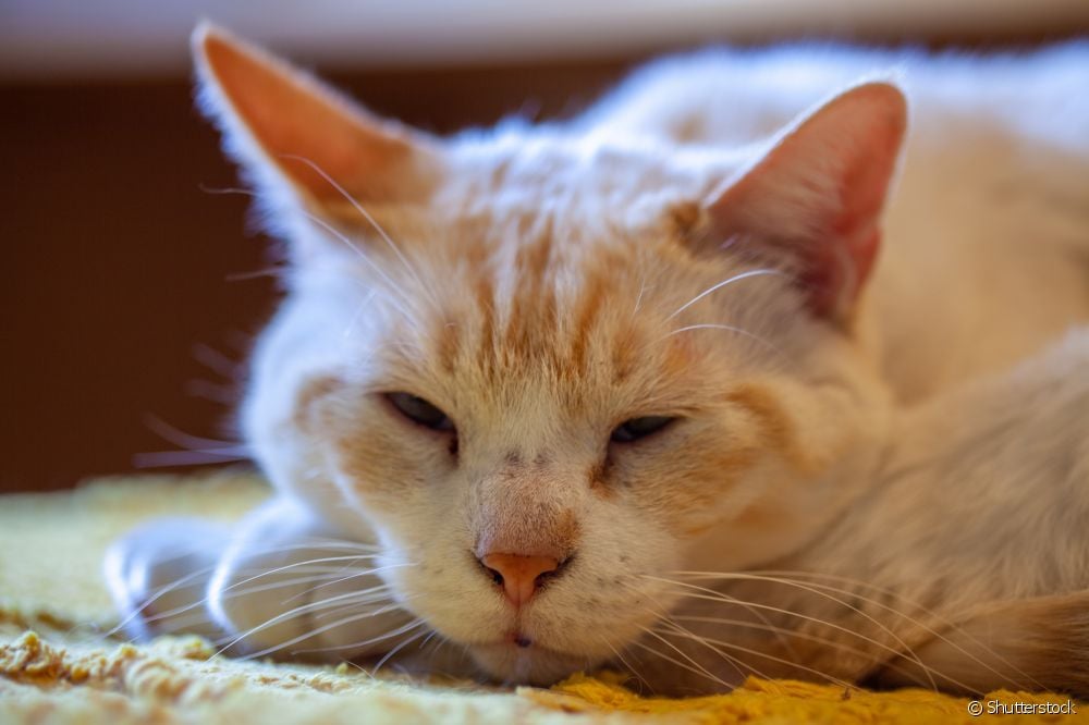 Posturas del gato al dormir