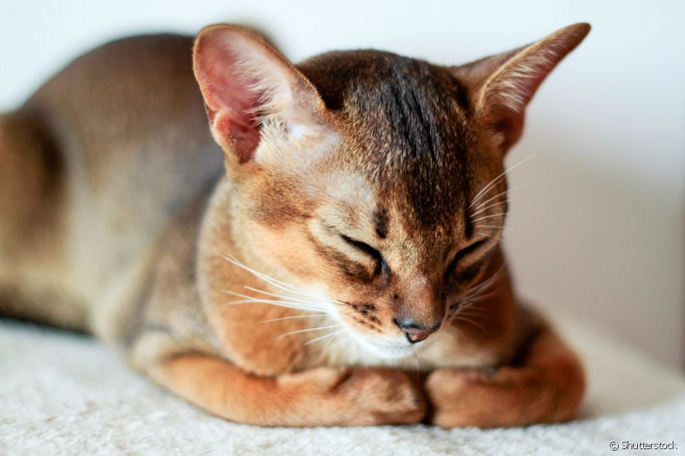 Posturas del gato al dormir