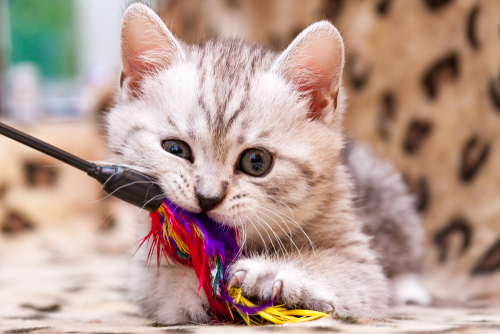 gatinho filhote brincando