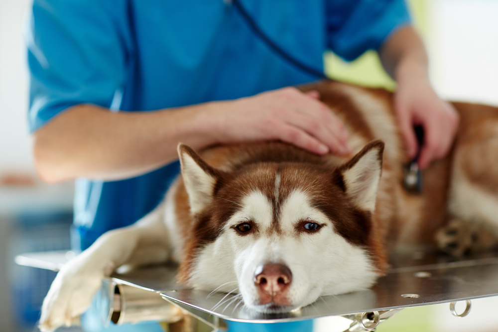 Los perros con pancreatitis necesitan tratamiento inmediato para evitar el empeoramiento de la enfermedad