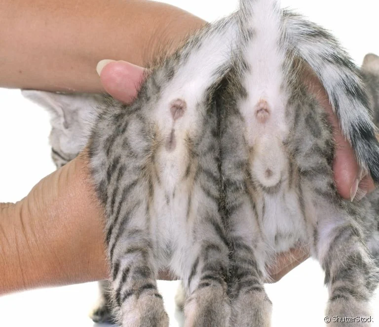 Cómo saber si un gato es macho o hembra: fíjese en la distancia entre los órganos (a la izquierda es hembra; a la derecha, macho)