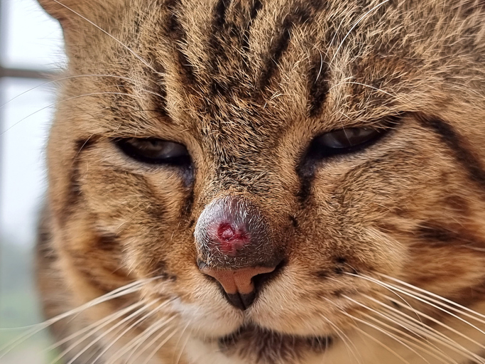  La esporotricosis felina puede llegar a casos muy graves. Las heridas en gatos necesitan tratarse con medicamentos específicos y, en algunos casos, incluso antibióticos