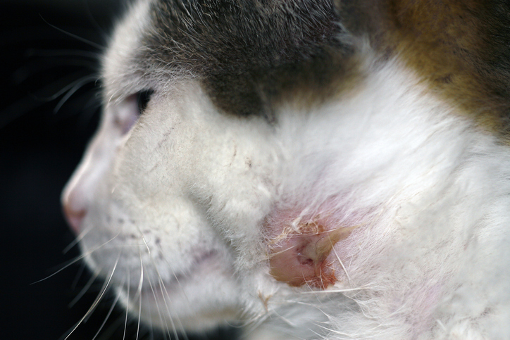 Las heridas en gatos pueden provenir de esporotricosis felina. Presta atención al surgimiento de lastimaduras en el pelo y en el rostro de tu mascota