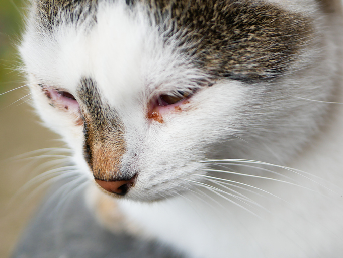 Heridas en gato: ¡la esporotricosis progresa con rapidez por lo que el tratamiento debe ser inmediato!