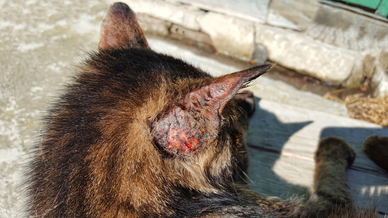 La herida en la oreja del gato también es una marca de la enfermedad que afecta toda la salud y el bienestar del bichito