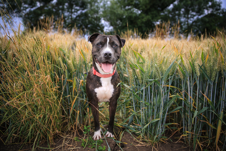 Al igual que los otros tipos de Pitbull, el Staffordshire Bull Terrier es amistoso y sociable