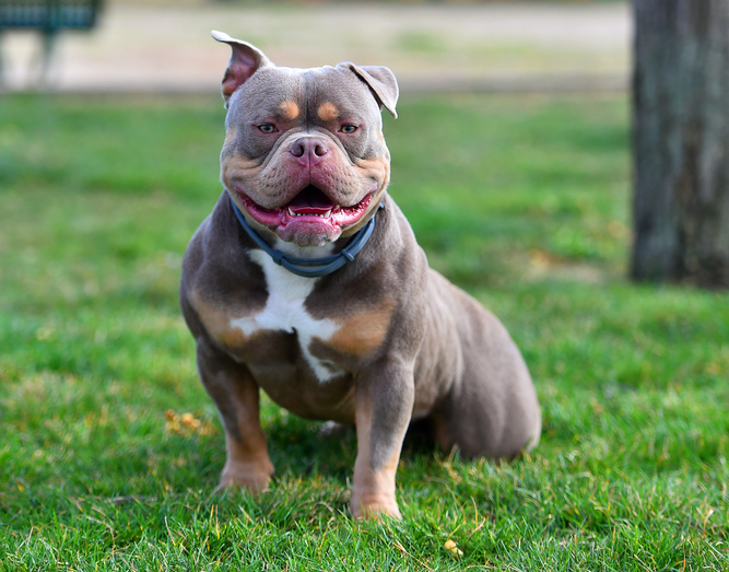 El American Bully es un tipo de Pitbull más pequeño que las demás variantes