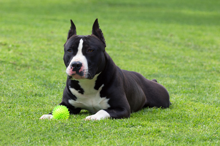 El American Staffordshire Terrier requiere paseos diarios para mantenerse feliz y sano